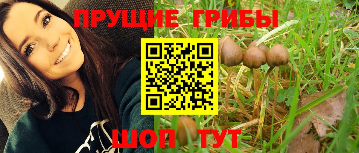 Псилоцибиновые грибы Psilocybine cubensis Усолье-Сибирское